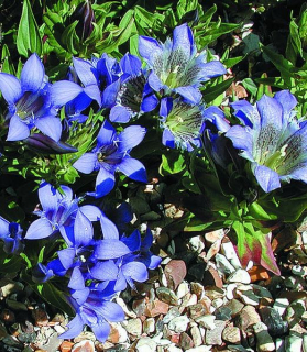 Gentiana septemfida